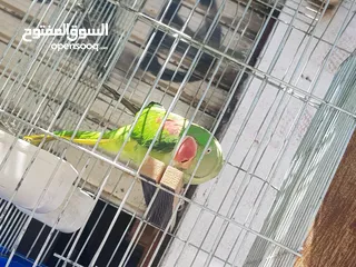  10 ببغاء كساندرا  متكلم ثوب كامل حجم دبل دبل دبل جامبو لعوب بسبح للي خلقه الوان غامقه جميله