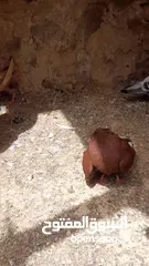  3 طواير شكالي 3 فحل شكلي جوزين هرمات