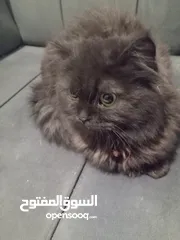 10 قطة هملايا شوكلت و قطه سكوتش برتش بريطاني قط  بسعر رمزي  شبه تبني للتبني متعودات لتربوكس وداري فود و