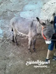  1 موجد جحش عمره سنه وثلاث اشهر مش مطبع