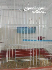  6 جوز حب ابيض البينو