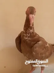  3 مساء الخير حمام للبيع لعدم توفر مكان لهم