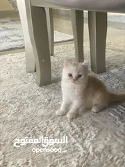  4 قطط للتبنى