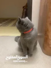  2 قط بريطاني للبيع بسبب سفرلطيف ولعوب وهادء وماخد كافة التطعيمات والحاله الصحيه ممتاز عمره سنه ونصف