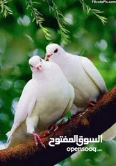  1 مطلوب 5 جواز حمام بلدي