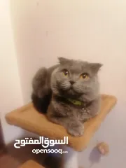  4 ذكر سكوتش فولد للبيع