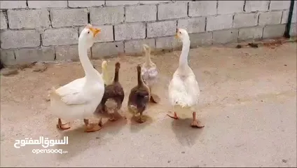  4 جوز وز روسي مستورد معه فرخ ابنه و4فراخ بلديات