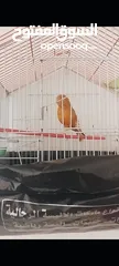  1 فحل مشمشي بشطب غيار