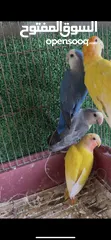  1 طيور روز عضوة صحه ونظافه