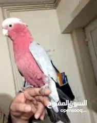  1 مطلوب ببغاء كوكاتو جالا او لوري او كويكر