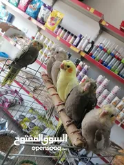  4 كوكتيل اليف ومتوفر جواز كوكتيل للبيع
