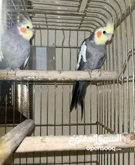  3 جوز كوكتيل اقرأ الوصف .