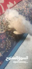  6 قط هملايا للبيع
