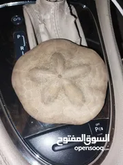  2 نجم بحر حقيقي