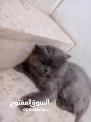  2 قط للبيع بسعر مناسب