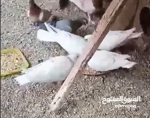  5 حمام لاحم فرنسي شغال  للبيع