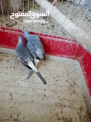  3 يوجد حمام ماسي شغال