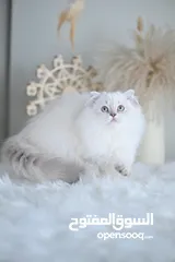  7 Scottish British shorthair longhair kittens British shorthair Scottish fold kittens Scottish