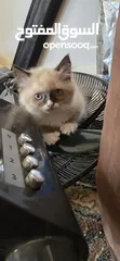  4 قطة راغدول مميز عمر شهرين  لعوب وحنون جدا