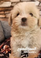  7 كلب نوع مالتيز ذكي جدا ولعوب ذكر عمره ثلاث اشهر
