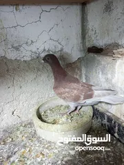  12 جواز حمام للبيع السعر نهائي