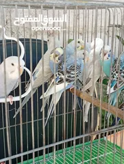  6 10 طيور حب طفرات جميله ونادرة  تبارك الله