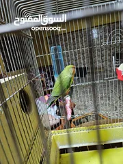  4 جوز روز معاهم فرخ عمر ست اشهر