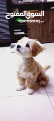  4 (send me whatsup)Male /Mini malltipoo/5 months old