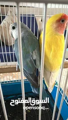  2 طيرين روز ذكر ونثى بياضات تحتهم 5 بيضات