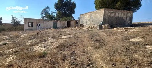  9 مزرعة زيتون للبيع