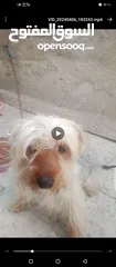  1 كلاب يورك شير  بسعر مغري موجود في رصيفه حي الرشيد
