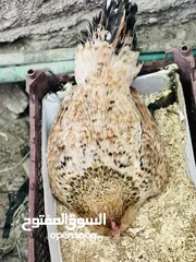  1 متاح دجدجه كافه