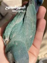  3 بيع طير اللوف بيرد-lovebird - طير الحب - لون أخضر - لطيف و أليف جدا -