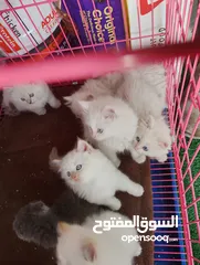  12 قطط  هملاية و شرازي  مستوى علي