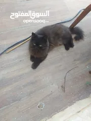  5 قط من ام بيجي فيس واب ھملايا