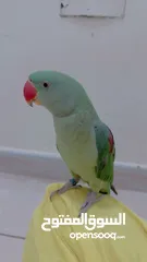  1 Nepali parrot for sale