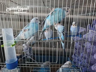  4 طيور حب بسعر منافس
