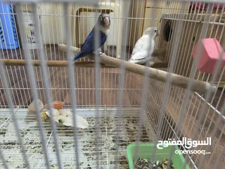  3 love bird with cage