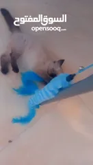  3 للبيع هملايا لعوبه