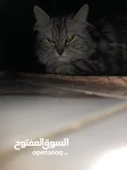  3 قط ذكر نوع هملايا و شيرازي