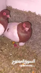  4 حمام للبيع جاوا اقرا النص