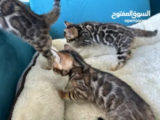  1 Pure Bengal kittens