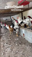  8 دجاج وصيصان للبيع