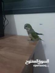  9 ببغاء كوكر