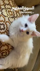  2 قطط عمر شهرين للبيع شيرازي