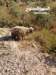  6 قرقير عدد إثنين للبيع