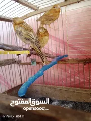  3 جوز كناري نحاسي كرزي مع فراخه و ثلاثة حبات مخاليف عمر شهرين ونص
