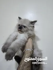  5 قطط هملايا