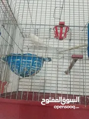  3 عصافير للبيع