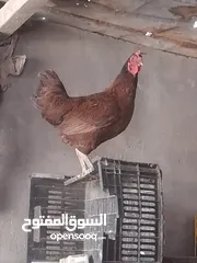  2 دجاجه عربيه 